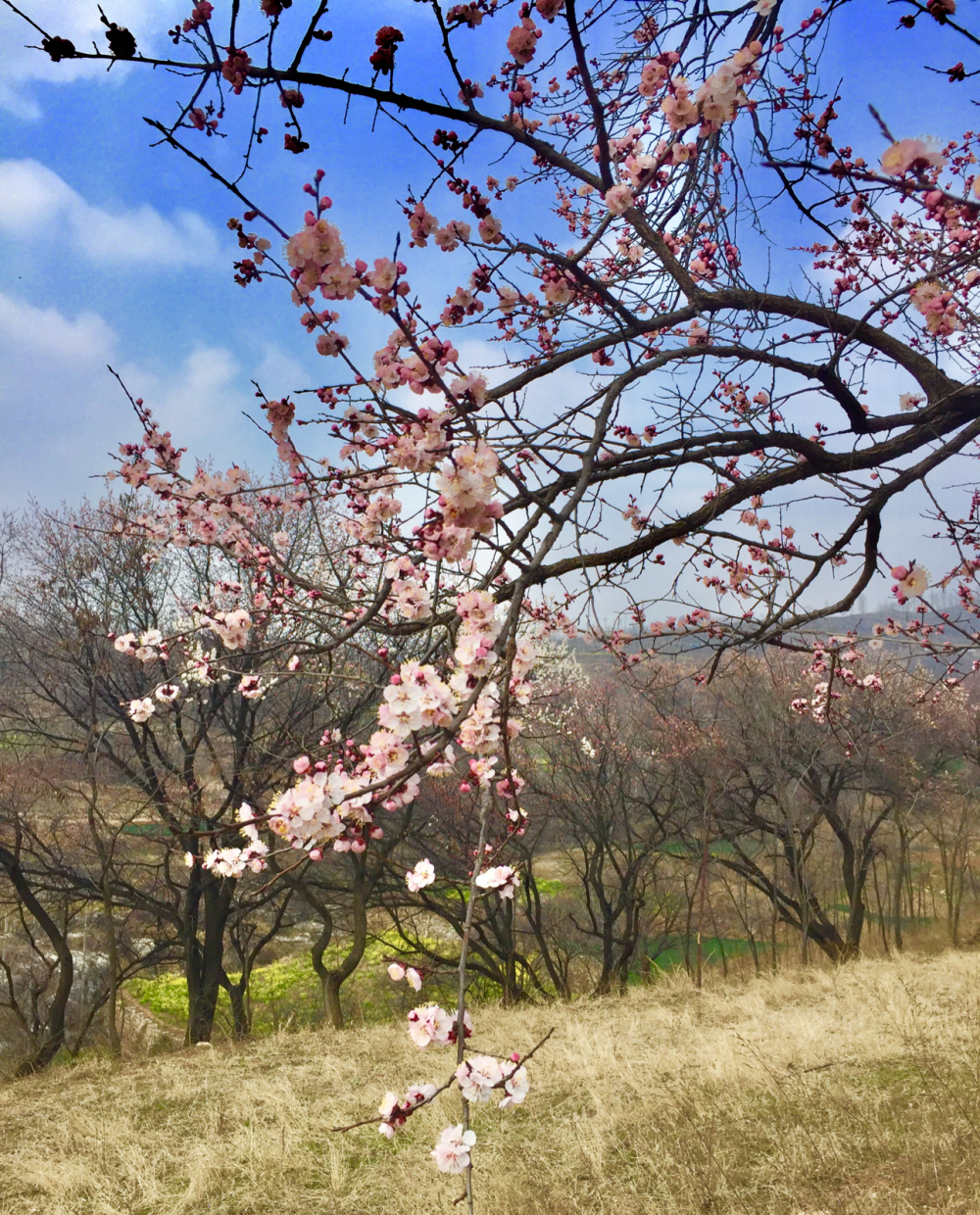 河南省平顶山市白龟湖国家湿地公园 壁纸 美图