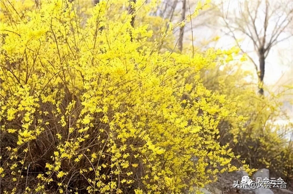 屋顶绿化植物应以耐旱、耐热、耐寒、抗强风和少病虫害的植物为主，适合的植物包括佛甲草、景天科景天属植物、蔓花生、马尼拉草、鸭跖草科锦竹草、蔓花生、大花马齿苋、吊竹梅、红叶景天、三七景天、紫叶李、垂枝榆、榆叶梅、金银木、紫叶矮樱、红端木等。这些植物不仅具有良好的观赏性，而且能调节环境、保持水土、减少污染。