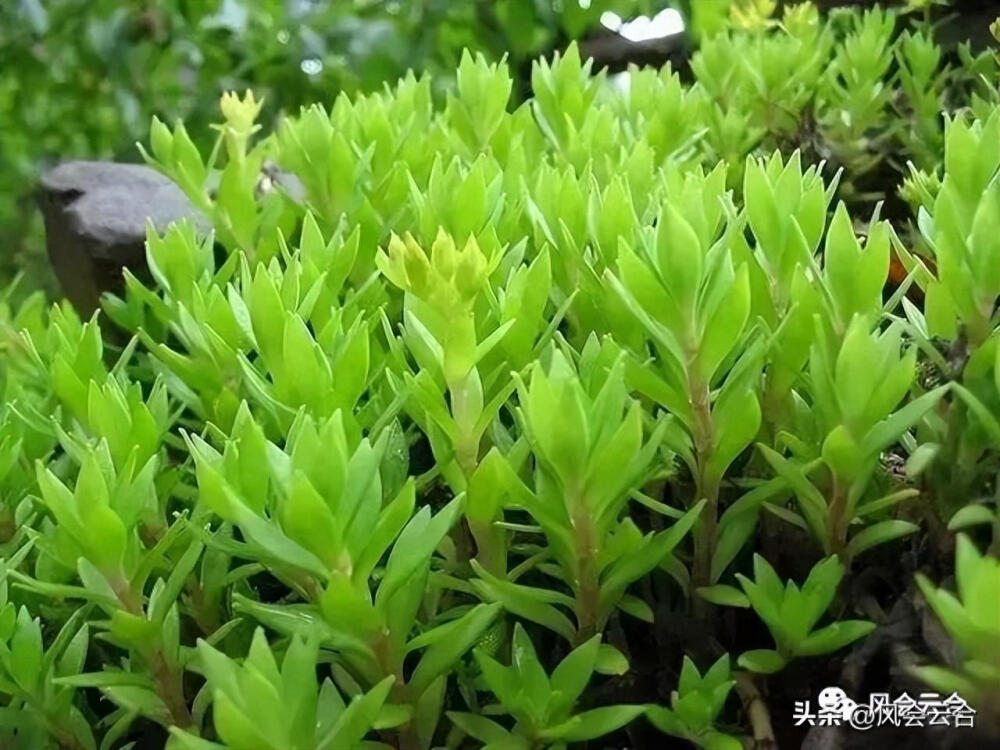 屋顶绿化植物应以耐旱、耐热、耐寒、抗强风和少病虫害的植物为主，适合的植物包括佛甲草、景天科景天属植物、蔓花生、马尼拉草、鸭跖草科锦竹草、蔓花生、大花马齿苋、吊竹梅、红叶景天、三七景天、紫叶李、垂枝榆、榆叶梅、金银木、紫叶矮樱、红端木等。这些植物不仅具有良好的观赏性，而且能调节环境、保持水土、减少污染。