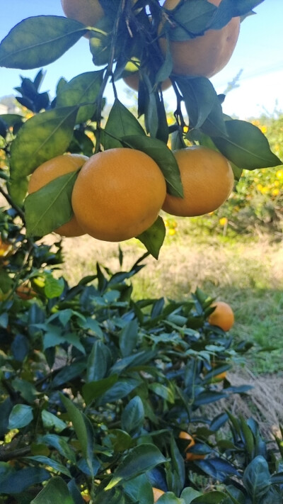 丰收的季节