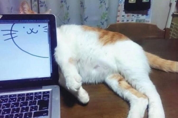 ╭(╯3╰)╮