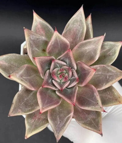  Echeveria 'Enola'