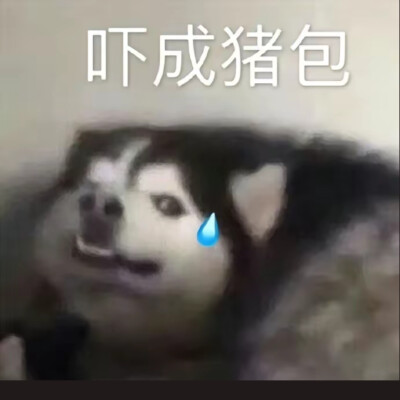 表情包