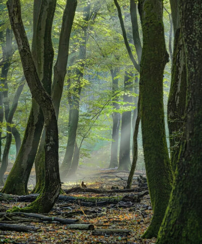 绿色小清新背景图
from山野风