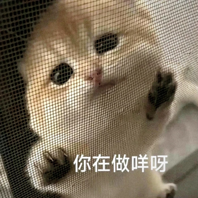 沙雕猫咪表情包