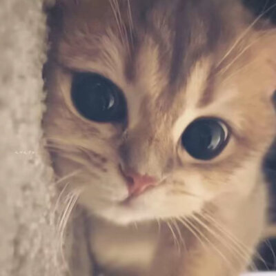 猫咪
