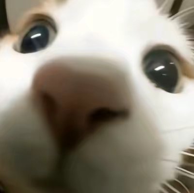 猫咪