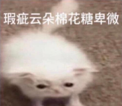 甜点猫咪表情包