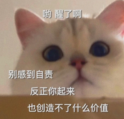 沙雕猫咪表情包