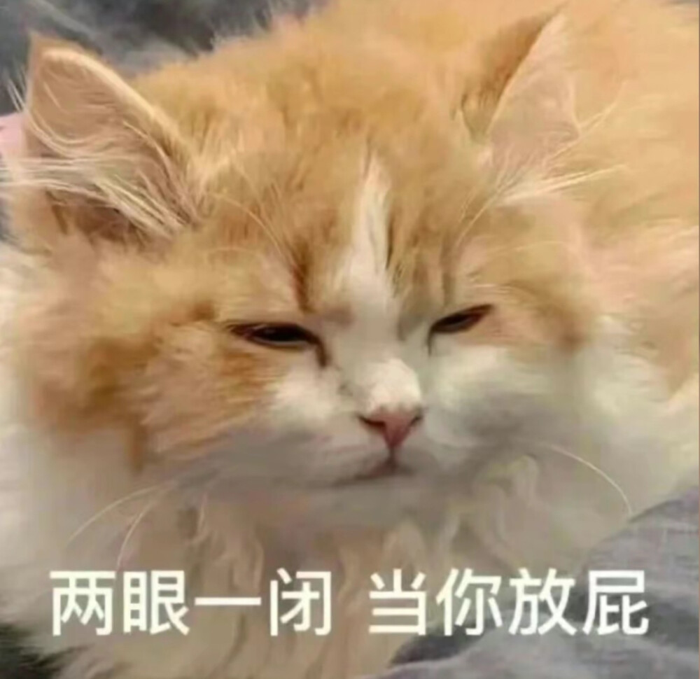 沙雕猫咪表情包