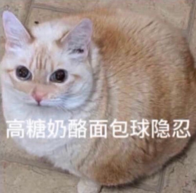 甜点猫咪表情包