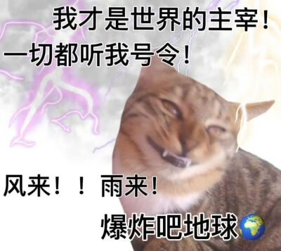 猫猫表情包