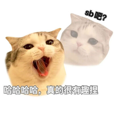 猫猫表情包