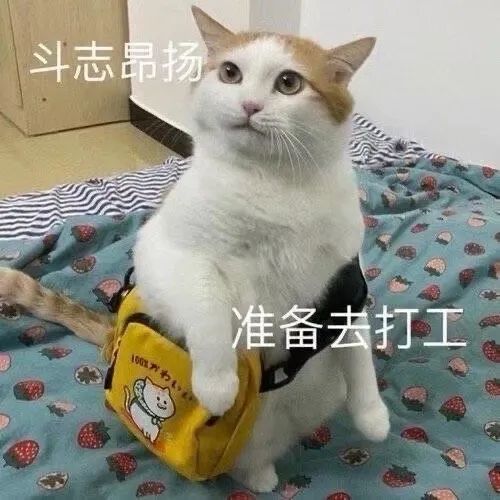 猫猫表情包