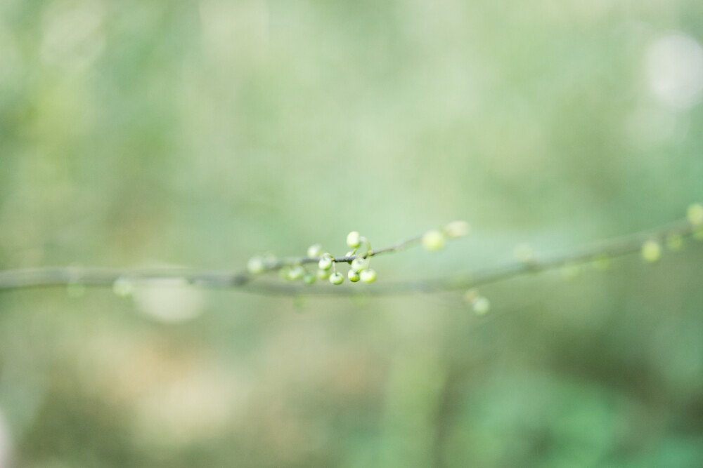 到了挖冬笋的季节
摄影：洪小漩
出镜：菲比和爸爸
2023年的最后一天，阿科兴致勃勃地换上套鞋，提着锄头出门。菲比提溜着竹篓，边喊着“爸爸等等我”边小跑着追上阿科的脚步。
爷俩要去挖冬笋。
爷爷奶奶家四面环山，山上的毛竹要多不少。每年的雷笋都会做成笋干，一部分自家吃，一部分用来卖。但是冬笋产量很有限，主要是自家挖点来吃吃，炒个菜，炖个汤。
阿科在山上左一锄头右一锄头地寻摸，花了不少力气，也就挖出两块比拇指粗不了多少的冬笋。菲比反问她爸：“怎么回事呢？冬笋宝宝和冬笋妈妈有了，冬笋爸爸怎么还不出现。”
直到最后，菲比都没能实现“冬笋一家三口团圆”的心愿。
剥完壳的冬笋，真的比我们家