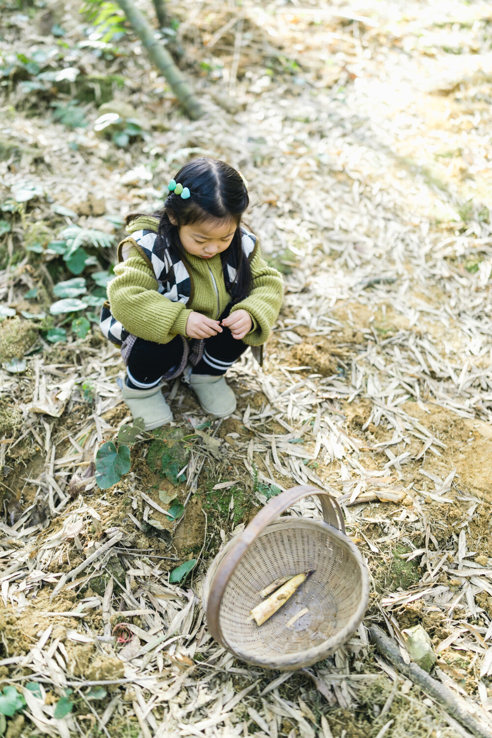 到了挖冬笋的季节
摄影：洪小漩
出镜：菲比和爸爸
2023年的最后一天，阿科兴致勃勃地换上套鞋，提着锄头出门。菲比提溜着竹篓，边喊着“爸爸等等我”边小跑着追上阿科的脚步。
爷俩要去挖冬笋。
爷爷奶奶家四面环山，山上的毛竹要多不少。每年的雷笋都会做成笋干，一部分自家吃，一部分用来卖。但是冬笋产量很有限，主要是自家挖点来吃吃，炒个菜，炖个汤。
阿科在山上左一锄头右一锄头地寻摸，花了不少力气，也就挖出两块比拇指粗不了多少的冬笋。菲比反问她爸：“怎么回事呢？冬笋宝宝和冬笋妈妈有了，冬笋爸爸怎么还不出现。”
直到最后，菲比都没能实现“冬笋一家三口团圆”的心愿。
剥完壳的冬笋，真的比我们家