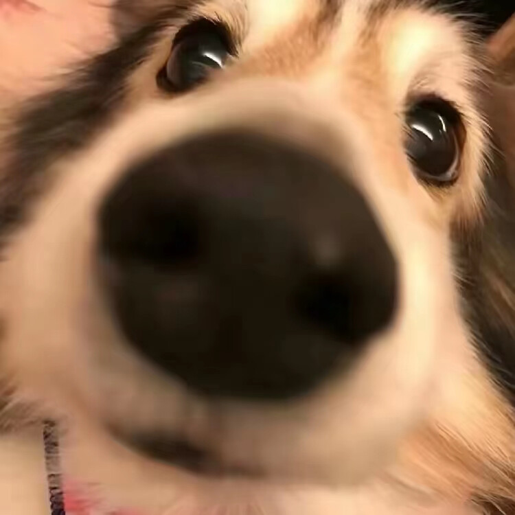 可爱萌宠头像