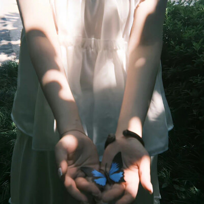 WeChat蝴蝶背景图