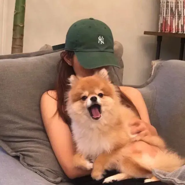 小姐姐抱萌宠猫猫狗狗头像♥