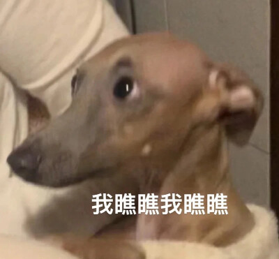 沙雕狗狗表情包