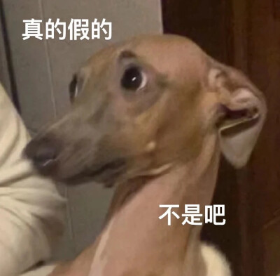 沙雕狗狗表情包