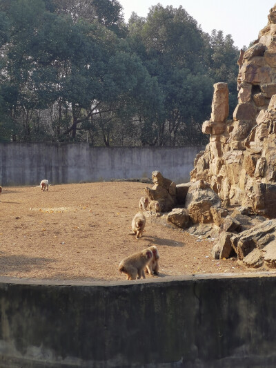 野生动物园