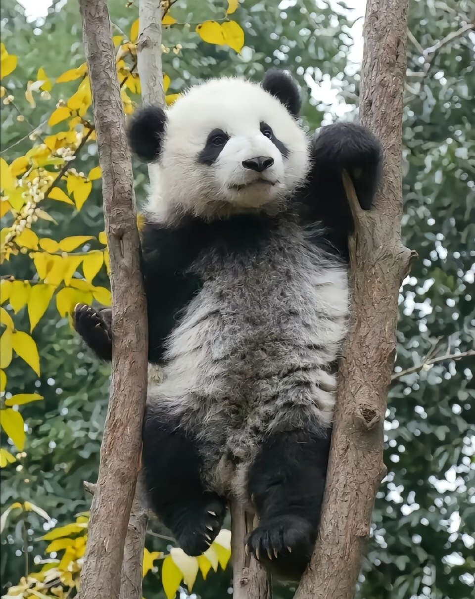 睿宝辉宝 大熊猫 萌兰么么