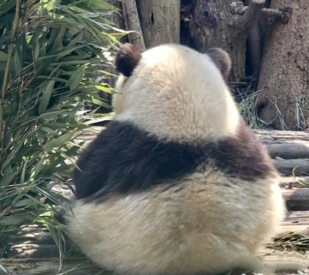 花花三角饭团 大熊猫