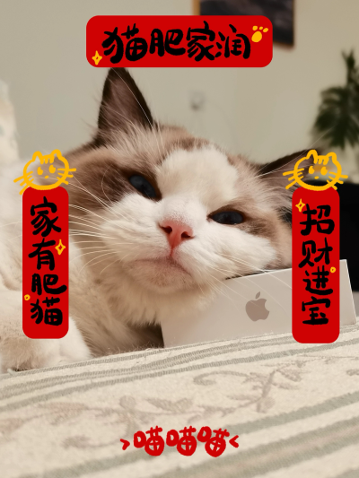 猫咪头像