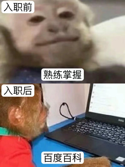 打工吗喽表情包