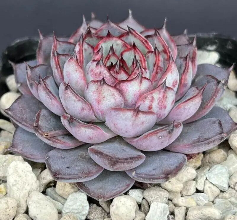 Echeveria caamanoi x 姬莲