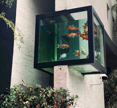 溺水魚