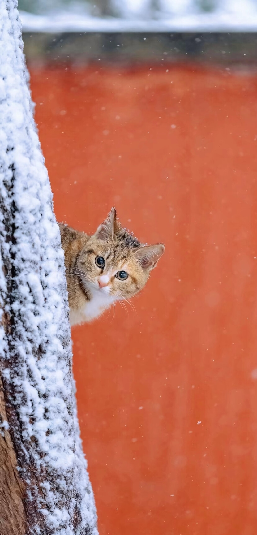 猫猫背景