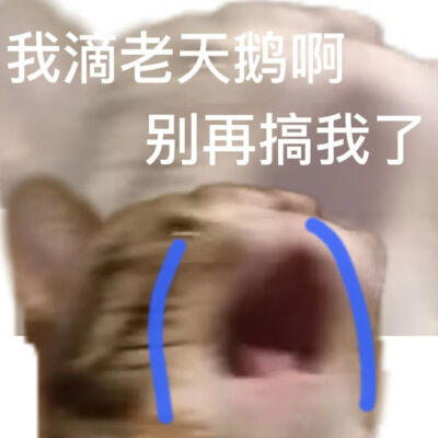 猫猫表情包