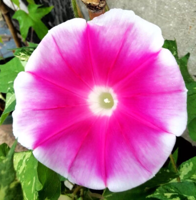 牵牛花