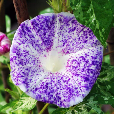 牵牛花
