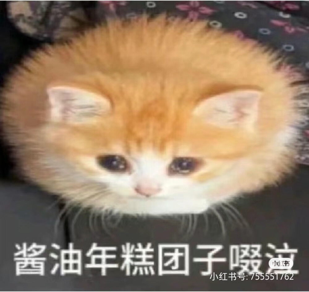 猫猫表情包