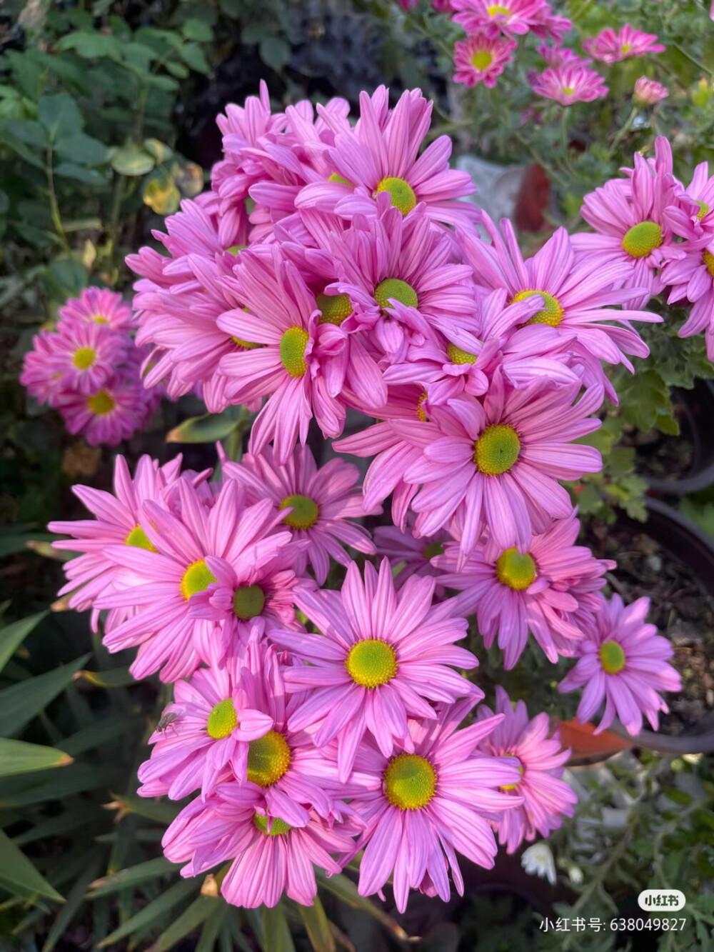 菊