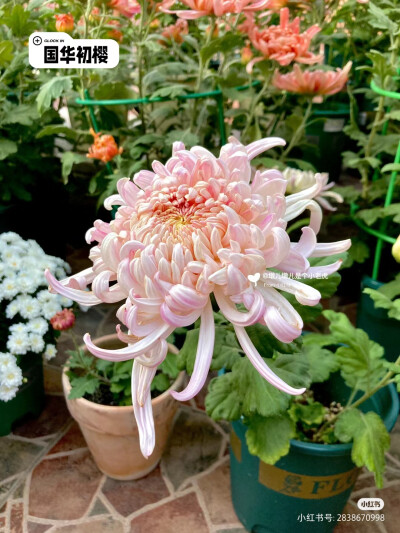 菊
