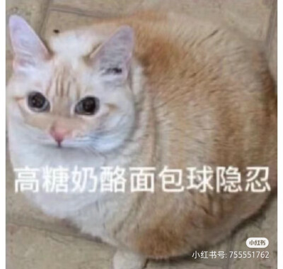 猫猫表情包