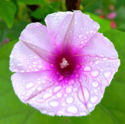 牵牛花