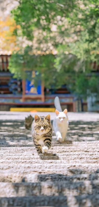 猫猫背景