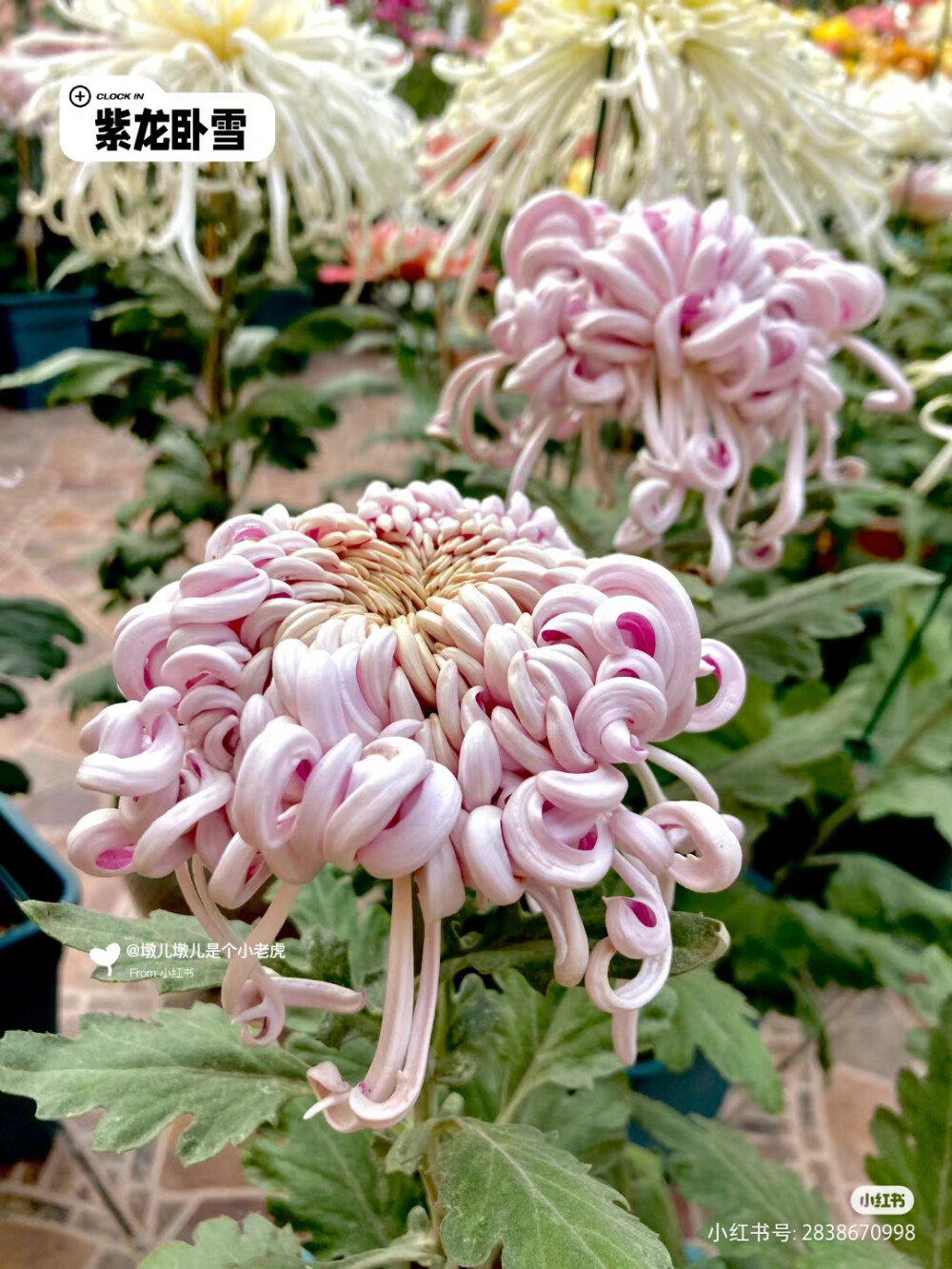 菊