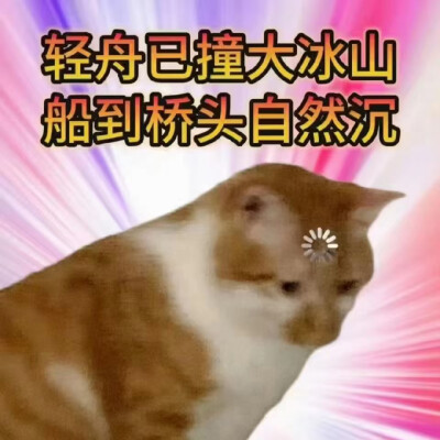 猫猫表情包