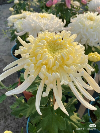 菊