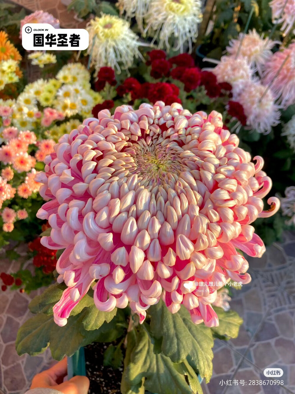 菊