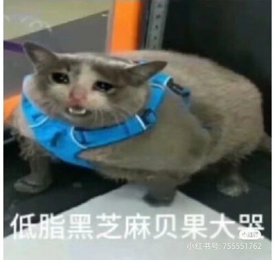 猫猫表情包