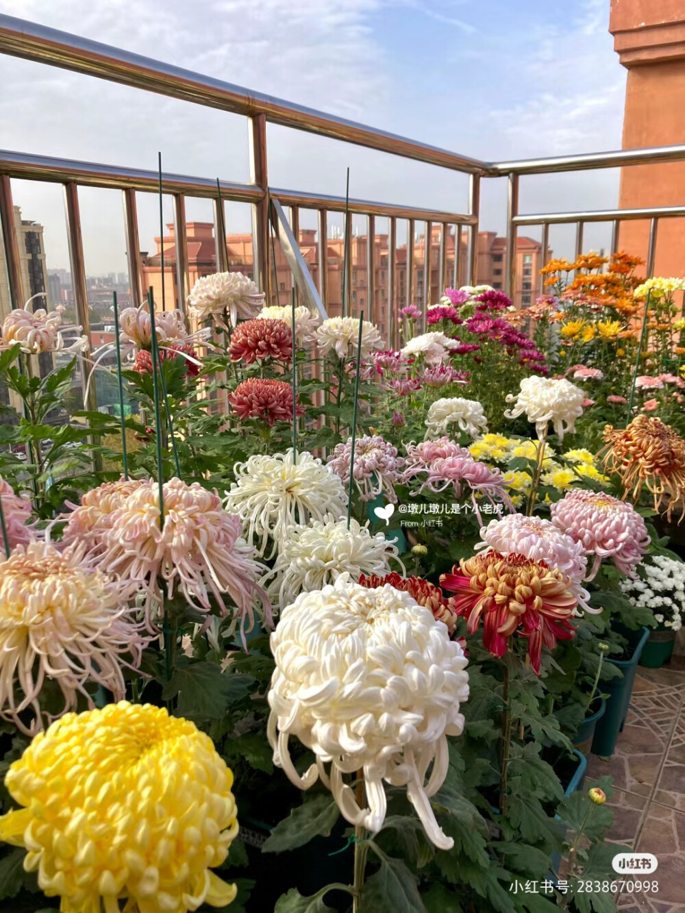 菊