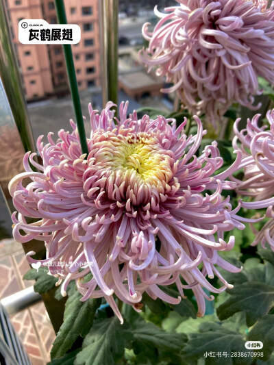 菊