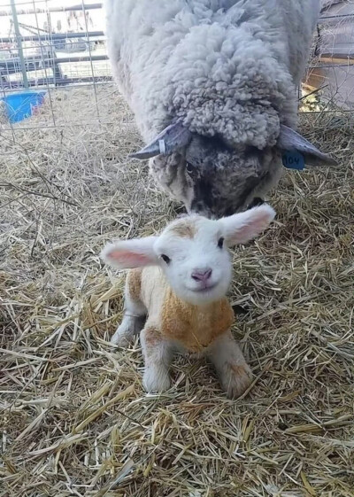 你得到了出生15分钟的小羊的新年祝福！ ​​​
（2023/12/31日）